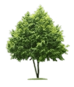 Image icon